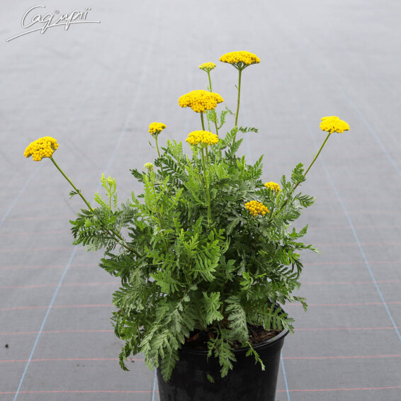 Деревій таволговий 'Coronation Gold', C3 - - 2