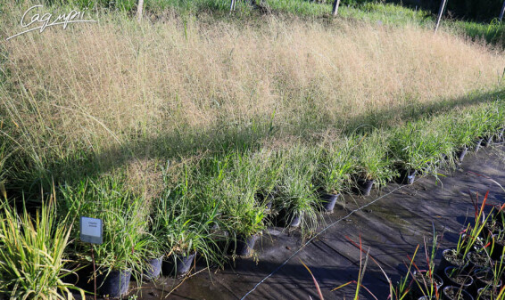 Споробол повітряний - 2