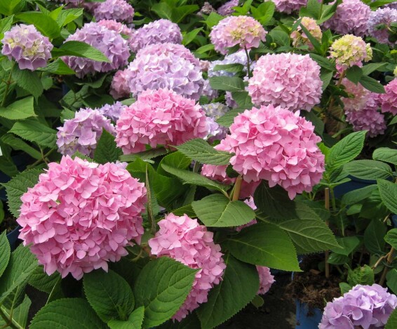 Гортензия крупнолистная 'Endless Summer' - 3