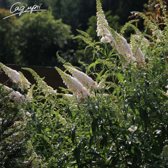Буддлея Давида 'White Profusion' - 9