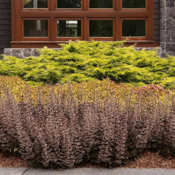 Гейхера дрібноквіткова 'Crimson Curls' - 1