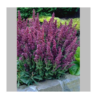 Шавлія лісова 'Plumosa'