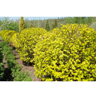 Пухироплідник калинолистний 'Dart's Gold'