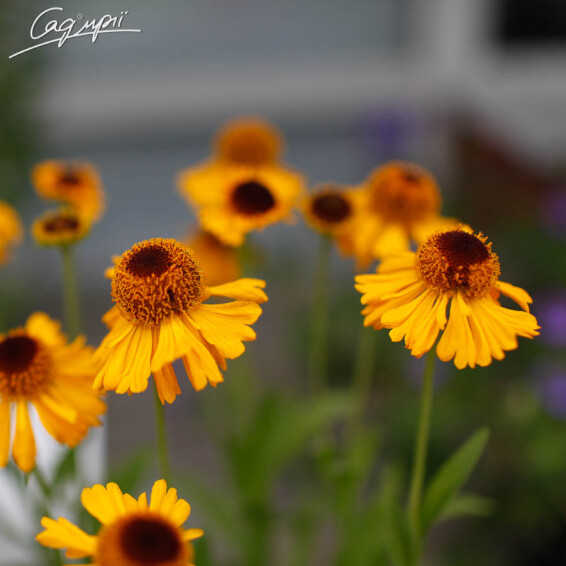 Геленіум Бігелоу 'The Bishop' - 5