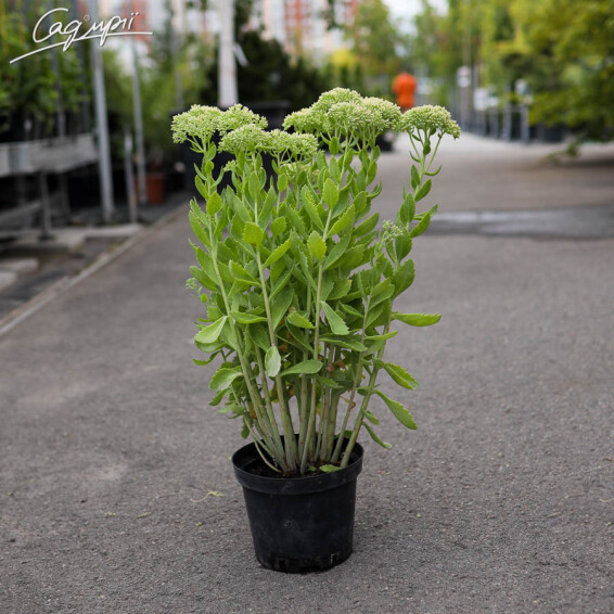 Очиток гібридний 'Herbstfreude' - 12