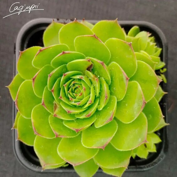 Молодило в асортименті - 2