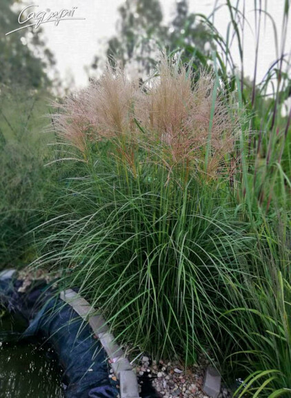 Міскантус китайський 'George' - 2