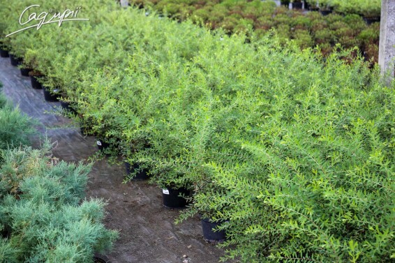 Спирея пепельная 'Grefsheim' #4, C2 30-40 - 6 Спирея пепельная 'Grefsheim' #4, C2 30-40 - 6