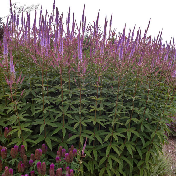 Вероникаструм виргинский 'Fascination' - 5 Вероникаструм виргинский 'Fascination' - 5