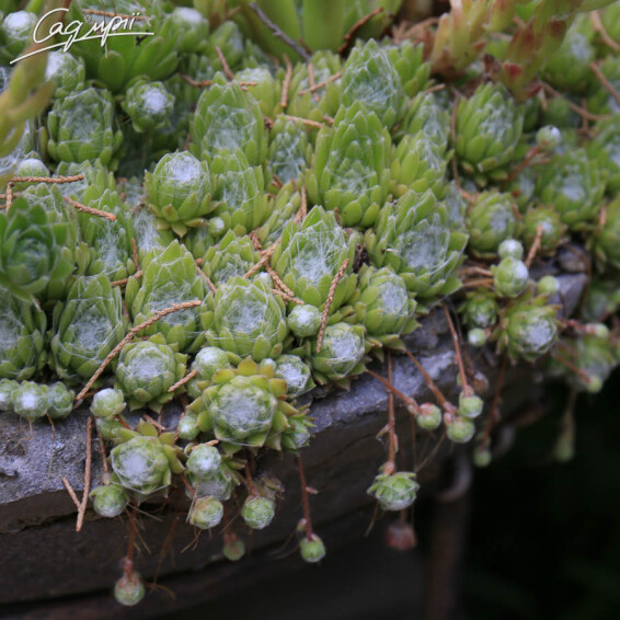 Молодило 'Spider 002' - 1