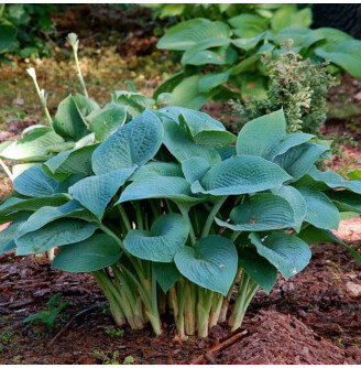 Хоста 'True Blue'