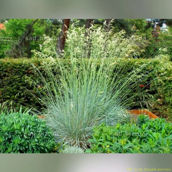 Вівсюнець вічнозелений 'Saphirsprudel' - 1 Вівсюнець вічнозелений 'Saphirsprudel' - 1