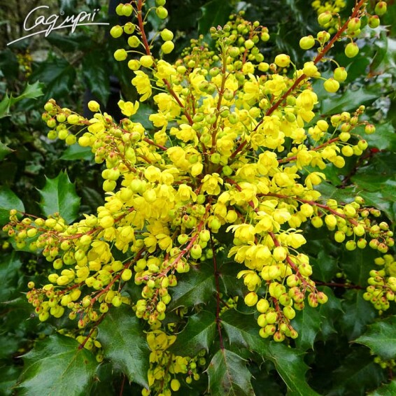 Магония средняя 'Winter Sun' - 1