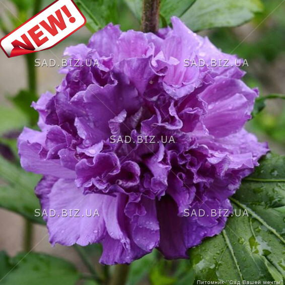 Гібіскус сірійський 'French Cabaret Purple' - 1