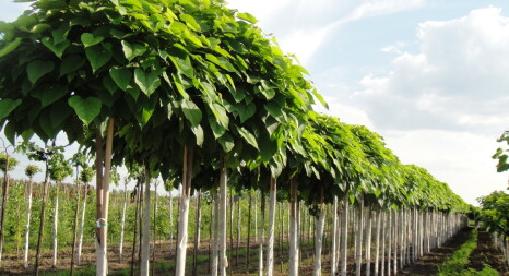 Кулясті форми