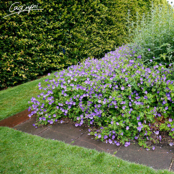 Герань гімалайська 'Baby Blue' - 4