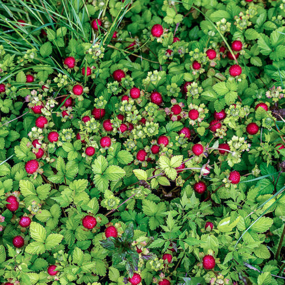 Дюшенія індійська - 5 Дюшенія індійська - 5