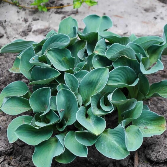 Хоста 'Blue Mouse Ears' - 3 Хоста 'Blue Mouse Ears' - 3