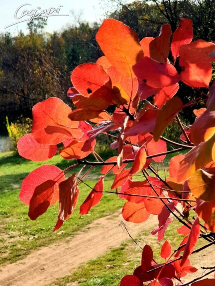 Скумпия кожевенная 'Royal Purple' - 7