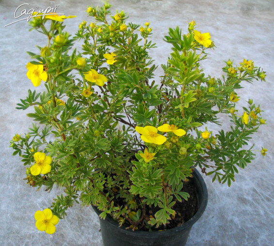 Перстач кущовий 'Kobold' - 1