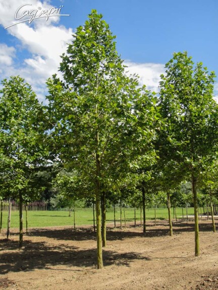 Платан кленолистий - 7