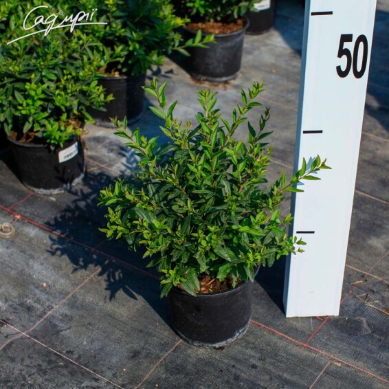 Бирючина обыкновенная 'Lodense' #2, C3 30-40 - 2