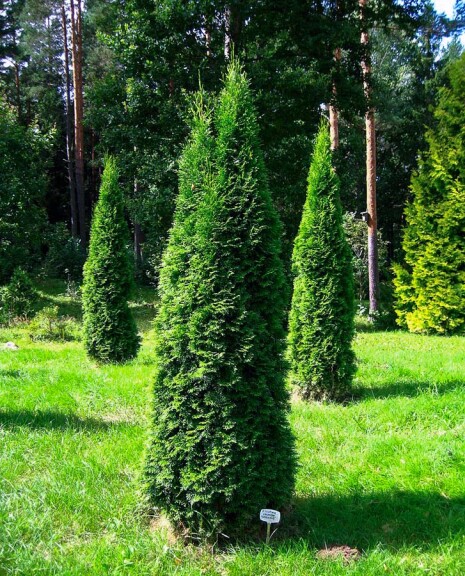 Туя западная 'Holmstrup' - 3