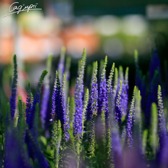Вероніка колоскова 'Ulster Blue Dwarf' - 1 Вероніка колоскова 'Ulster Blue Dwarf' - 1
