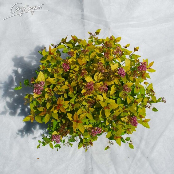 Спирея японская 'Golden Princess' #1, C3 20-30 - 5 Спирея японская 'Golden Princess' #1, C3 20-30 - 5