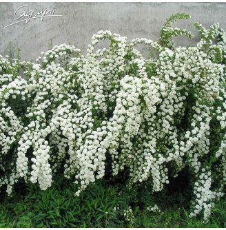 Спирея Вангутта