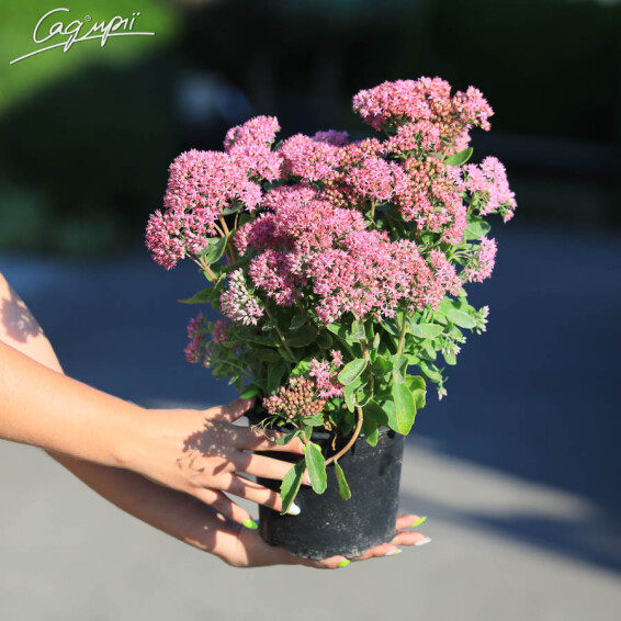 Очиток гібридний 'Herbstfreude' - 8