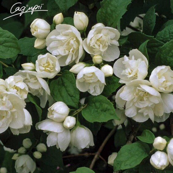 Жасмін садовий 'Virginal' - 2