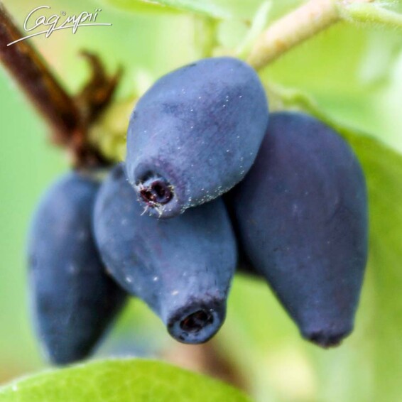 Жимолость блакитна 'Tundra' - 3