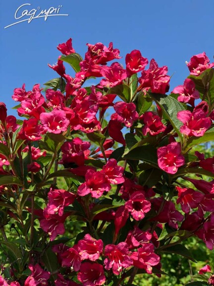 Вейгела 'Red Prince' #2, С10 - - 2 Вейгела 'Red Prince' #2, С10 - - 2