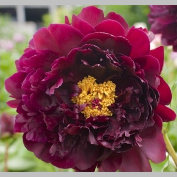 Пион травянистый 'Harry L. Smith' - 1 Пион травянистый 'Harry L. Smith' - 1