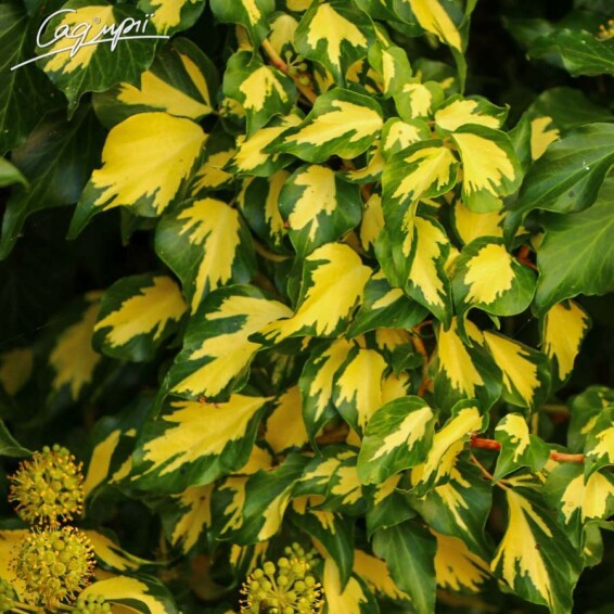 Плющ звичайний 'Goldheart' - 1 Плющ звичайний 'Goldheart' - 1