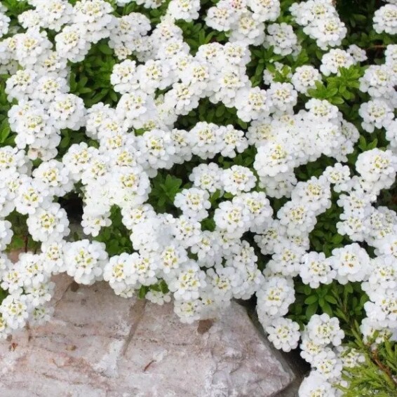 Іберійка вічнозелена 'Schneeflocke' - 1