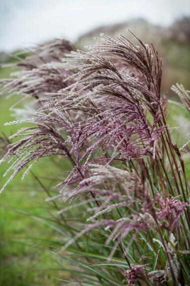 Міскантус китайський 'Boucle®', ГК - - 1