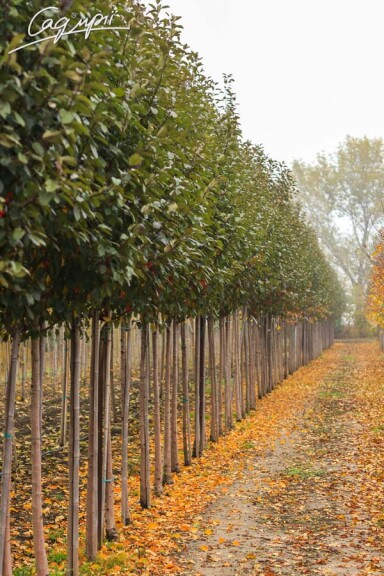 Яблуня 'Mokum' #5, WRB 30--35 600+ St. 150-175 - 6