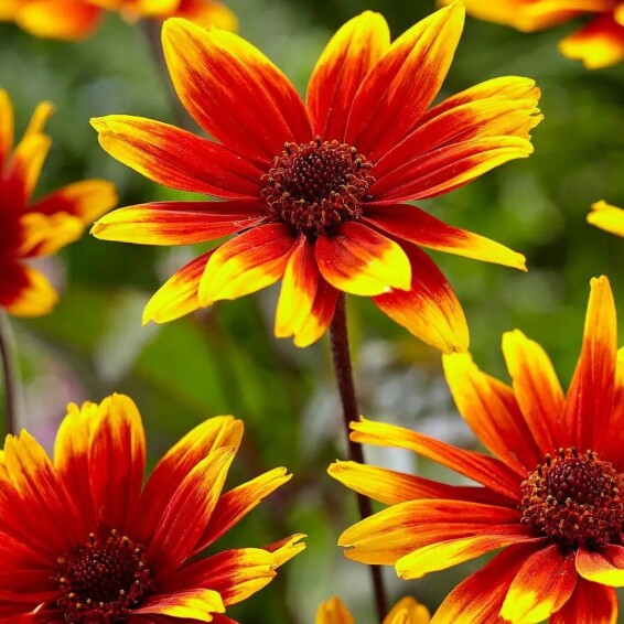 Геліопсис соняшниковидний ‘Sparkling Contrast'® - 2