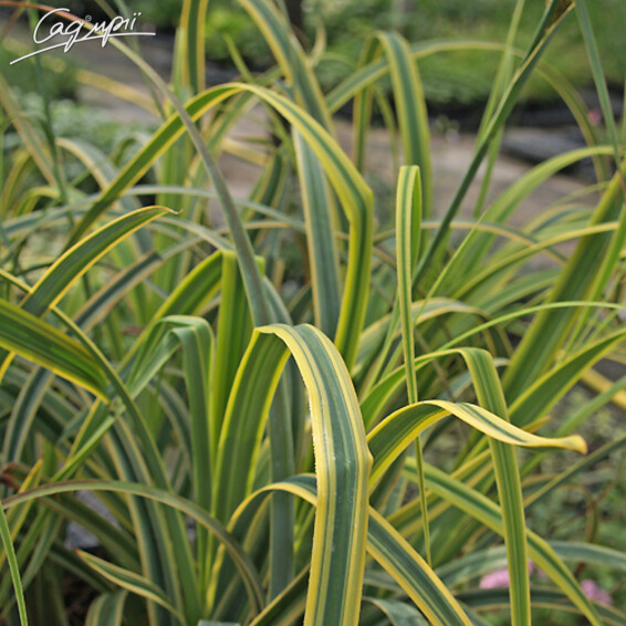 Осока трехраздельная 'Rekohu Sunrise' - 4 Осока трехраздельная 'Rekohu Sunrise' - 4