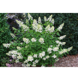 Гортензія волотиста 'Unique'