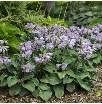 Хоста 'Blue Mouse Ears'