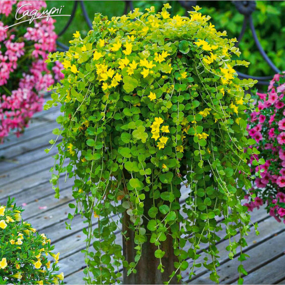 Вербозілля лучне - 1 Вербозілля лучне - 1