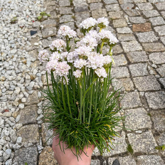 Армерія приморська 'Alba' - 4 Армерія приморська 'Alba' - 4