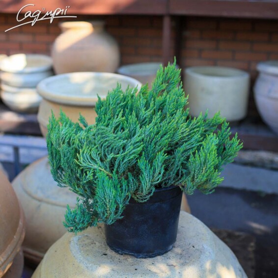 Ялівець горизонтальний 'Grey Pearl' - 1 Ялівець горизонтальний 'Grey Pearl' - 1