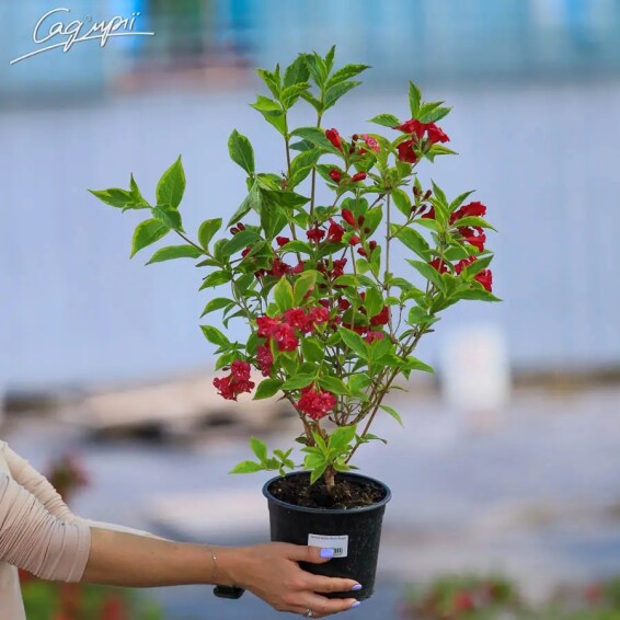 Вейгела квітуча 'Moulin Rouge' #3, С7 - - 2