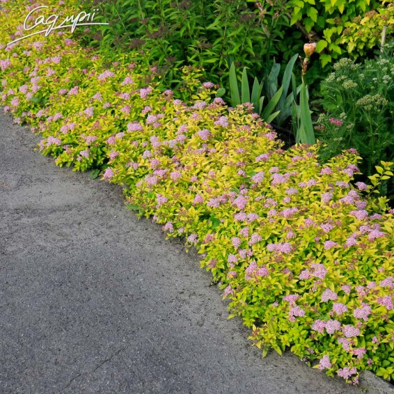 Спірея японська 'Golden Princess' - 9