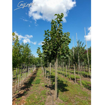 Липа кавказская