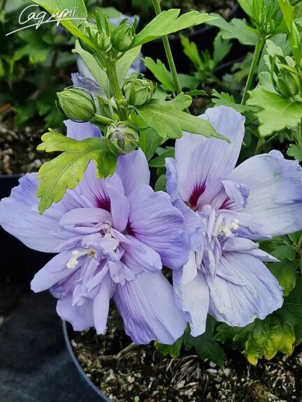 Гибискус сирийский 'Blue Chiffon' - 5